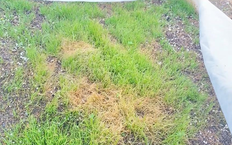 西洋芝の種を蒔いて育ててみた！整地から芝生の成長までをじっくり2か月観察した感想